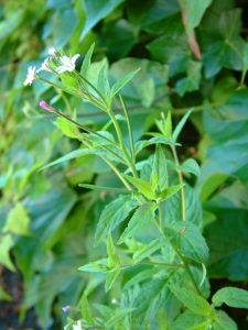 Weidenröschenkraut kleinblütig